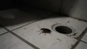 Karaluchy w hotelu odszkodowanie